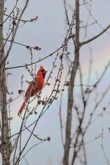 Male cardinal perched in a tree with a rainbow in the sky