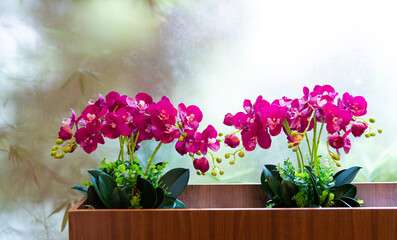 Beautiful purple orchids on flowerpot