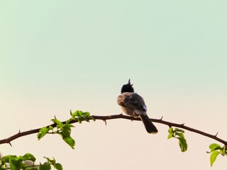 bird on tree