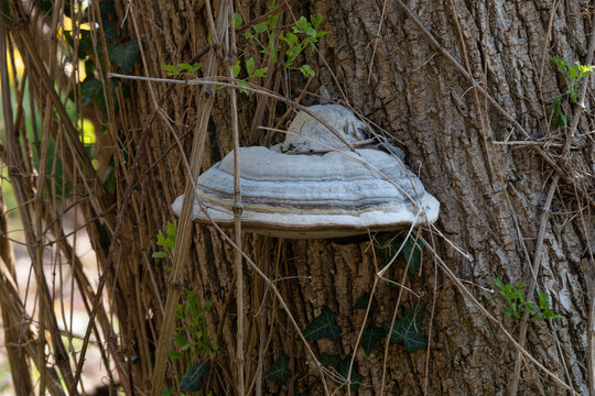 champignon, Amadouvier, Amadou, Fomes fomentarius