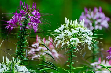 White Cleome spinosa wiht green blurred background.  © Della_Liner