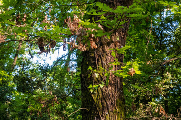 Fototapeta premium San Celso wood, near Bracciano, from where you can see the Bracciano lake.