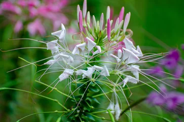 Weiß-rosa Cleome spinosa mit grünem unscharfem Hintergrund. © Della_Liner