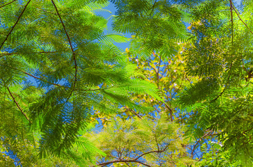 Green forest background. Palm leaves on a blue sky. Beautiful tropic background.
