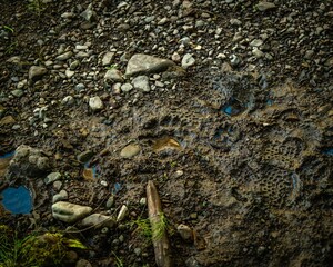 bear tracks in alaska