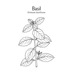 Thai or sweet basil, Ocimum basilicum, culinary, medicinal and aromatic herb. - obrazy, fototapety, plakaty