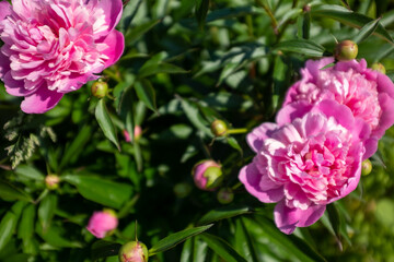 Pink fresh peonies bush in the summer garden at the sunny day, selective focus. Natural floral background. Picture for post, screensaver, wallpaper, postcard