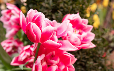 pink flower tulips in the garden in spring