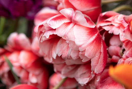 red tulips flowers in the garden in spring © Наталья Жукова