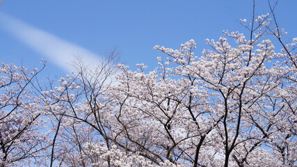 桜と雲