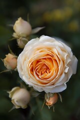 Yellow rose in garden