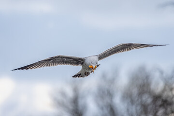 Close up of large seagull hovering in the sky with food in beak