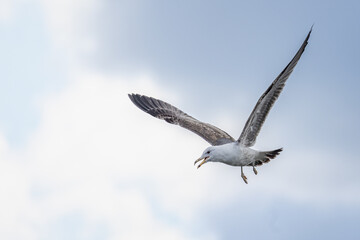 Close up of large seagull hovering in the sky with beak open