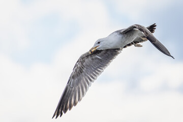 Close up of large seagull hovering in the sky with beak ajar