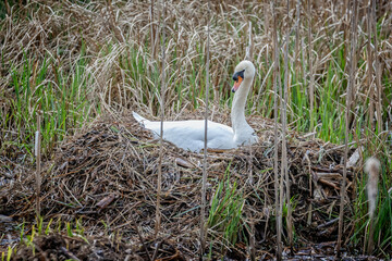 Close up of mute swan on nest in bed of reeds
