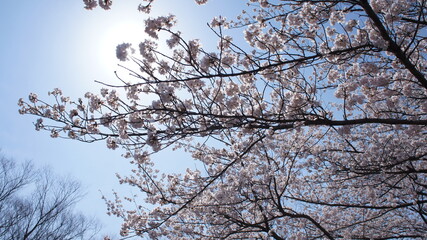 見上げたら桜と太陽
