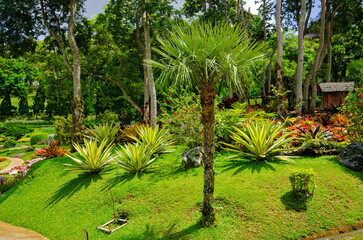 Tropic trees and flowers in Mae Fah Luang Flower Garden In Doi Tung Chiangrai Thailand.	