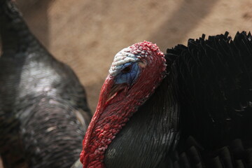 An endangered domestic turkey on a sunny day
