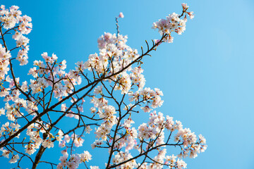 Colorful Blossoming Pink cherry trees ( sakura ) background with a clear blue sky during spring season in Kyoto, Japan