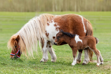 Shetland pony mare with a foal