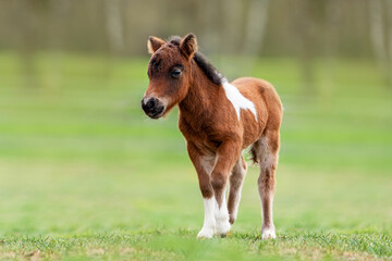 Little shetland breed pony foal in spring