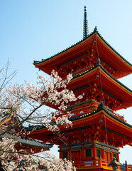 Cherry Blossoms ( Sakura ) and the traditional Japanese three-story pagoda during spring season with a clear sky in Kyoto, Japan
