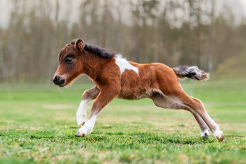Little pony foal running in the spring pasture