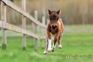 Little pony foal running in the paddock