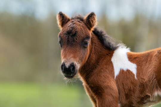 Lovely shetland breed pony foal 