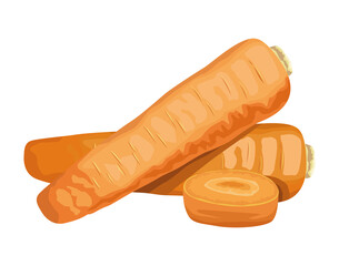 fresh carrots vegetable