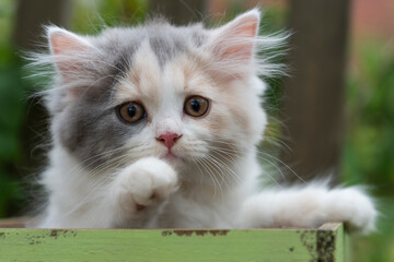 Britisch Langhaar Kitten schaut aus einer Kiste