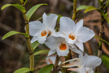 Dendrobium scabrilingue Lindl, Beautiful rare wild orchids in tropical forest of Thailand.