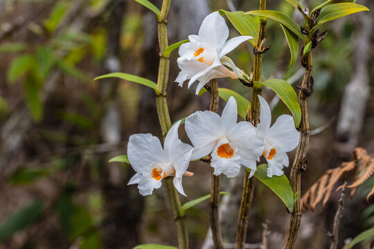 Dendrobium scabrilingue Lindl, Beautiful rare wild orchids in tropical forest of Thailand.