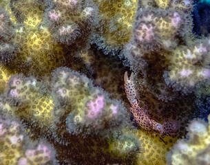 A Tiger Coral Crab (Trapezia tigrina) in the Red Sea, Egypt