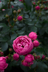 Pink Pomponella roses in garden