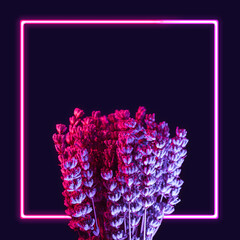 Violet lavender flowers with pink neon frame around. Cyber, digital spring minimal background