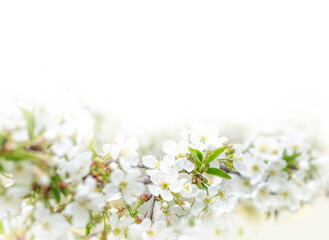 Fototapeta na wymiar Beautiful branches of blossoming cherries. Beautiful abstract spring background. Banner. Copy space