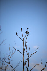black birds on a tall tree against the blue sky