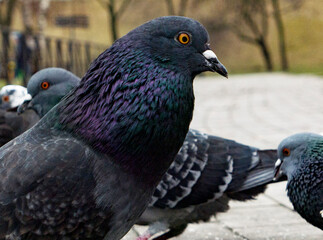 funny pigeon on the ground in spring  looking in camera