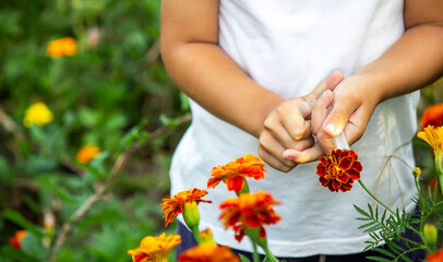 the concept of a child treats a plant from a disease. He pricks a flower. Nature