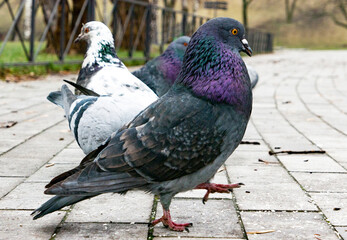 beautiful wild funny pigeon in the park is walking 