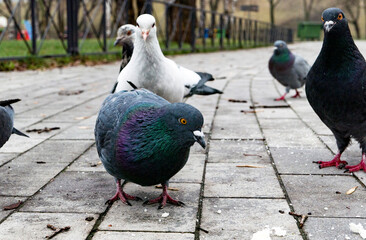funny pigeon on the ground in spring  looking in camera