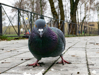 funny pigeon on the ground in spring  looking in camera