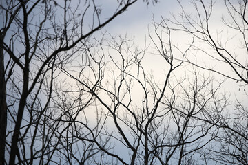 silhouette of a tree in winter