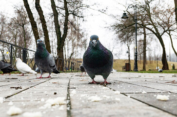 funny pigeon on the ground in spring  looking in camera