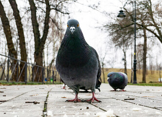 funny pigeon on the ground in spring  looking in camera