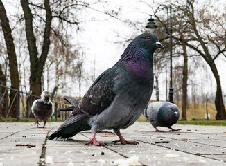 funny pigeon on the ground in spring  looking in camera