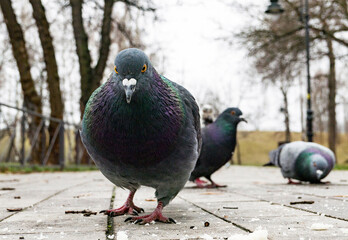 funny pigeon on the ground in spring  looking in camera