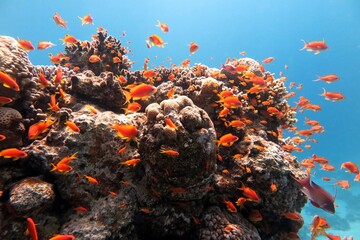 red coral reef