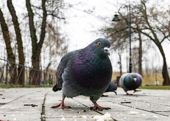 funny pigeon on the ground in spring  looking in camera
